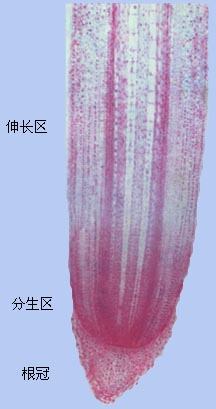 玉米根茎结构图图片