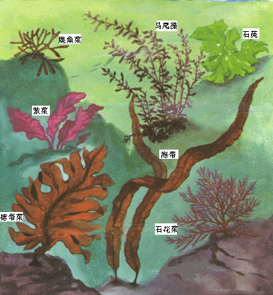 第一节 藻类植物