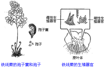 蕨原叶体幼孢子体手绘图片