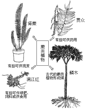蕨类植物原叶体简图图片