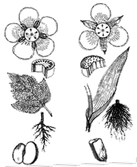 (一)被子植物的特征和分类