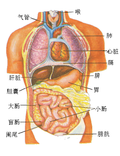 人体器官位置介绍图片